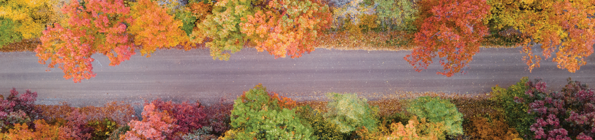 Aerial photo of an unpaved, Perma-Zyme treated road leading through colorful red, orange, green, and yellow trees in autumn