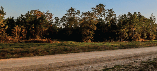 Unpaved road leading through a natural setting with trees and grasses