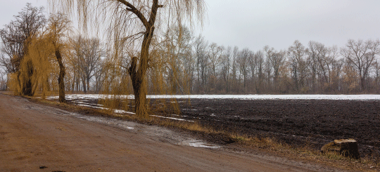 Water and willow tree beside a Perma-Zyme treated private road