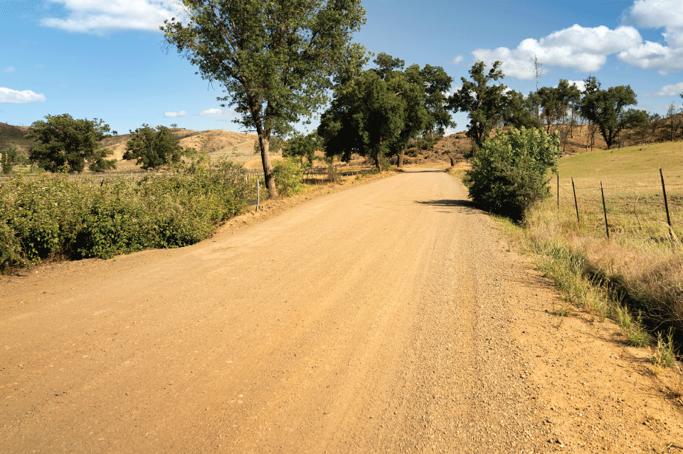 Tree-lined dirt public road beside a pasture