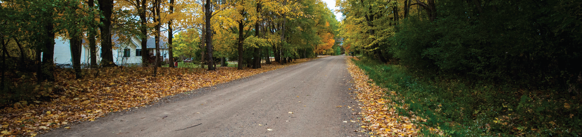 Perma-Zyme treated unpaved county road in Michigan